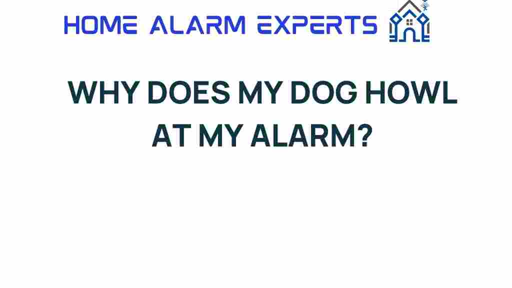 why-does-my-dog-howl-at-my-alarm